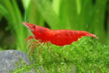 Креветка красная сакура - Neocaridina davidi