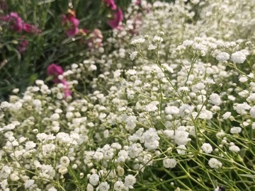 Gipsówka Łyszczec Festival White Flare Gypsophila paniculata P9 biała