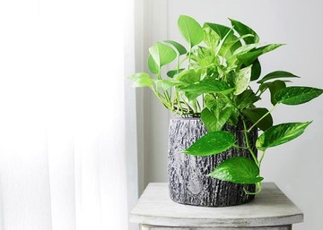 SERAMIS PODŁOŻE PALM DRACEN FIKUSÓW EPIPREMNUM MONSTERY ALOKAZJI CEROPEGII