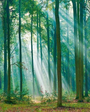 Tapeta Mural Las Drzewa Natura ML6301 Mural Young Edition Grandeco
