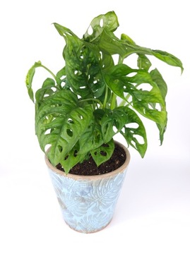 Грунт для субстрата ZAMIOKULKAS 5л