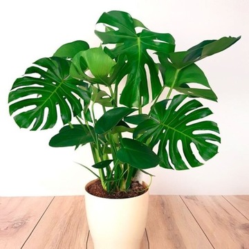 MONSTERA DZIURAWA Deliciosa EFEKTOWNE DZIURAWE LIŚCIE