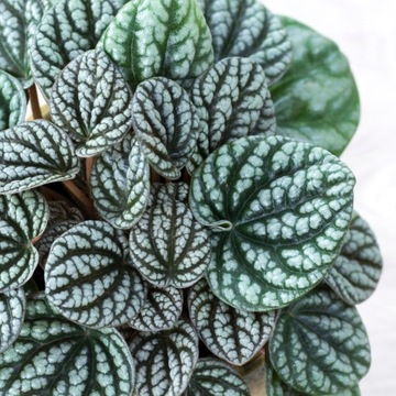 Peperomia caperata Burbella SREBRZYSTA -MALUCH