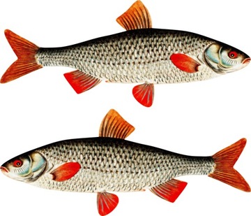 2x NAKLEJKA wędkarska PŁOTKA 50 cm auto ŁÓDKĘ ryba