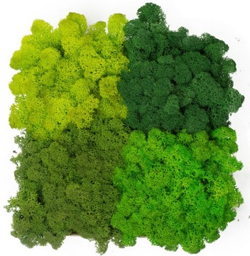 Mech Chrobotek Reniferowy MIX 4 KOLORÓW PREMIUM