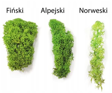 Mech Chrobotek - Alpejski - Oczyszczony - Zielony 50g NETTO