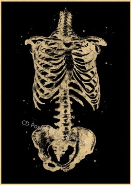 Plakat Anatomia tablica ludzka czaszka serce płuca