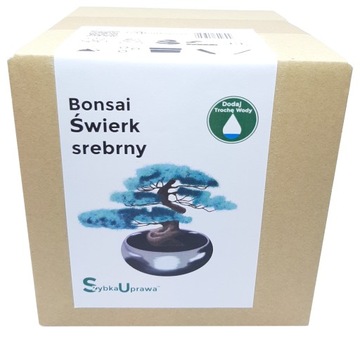Prezent Bożonarodzeniowy Świerk Srebrny ps