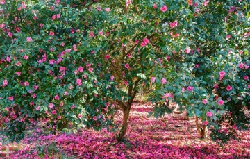 МАСЛО ЦУБАКИ ИЗ ЯПОНСКОЙ КАМЕЛИИ, НЕРАФИНИРОВАННОЕ, ХОЛОДНОГО ОТЖИМА 100мл