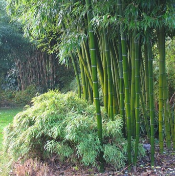 Морозостойкий бамбук Phyllostachys Pubescens до -20 С, семена 5 шт.