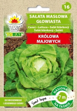 SAŁATA KRÓLOWA MAJOWYCH NASIONA NA TAŚMIE 6M
