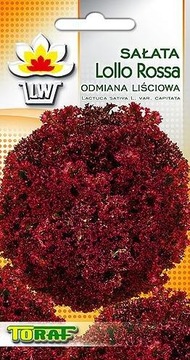 Sałata liściowa Lollo Rossa Nasiona 1g