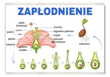 Plakat edukacyjny zapłodnienie rośliny 50x36
