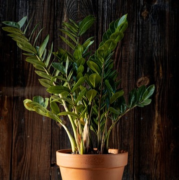 ZAMIOKULKAS zamiifolia NIEZASTĄPIONY KLASYK zamioculcas rozmiar M 30-40 cm