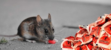 СИЛА ПАСТА ДЛЯ МЫШЕЙ И КРЫС ЯД БРОМАДИОЛОН МУММИФИЦИРУЮЩИЙ 5 КГ