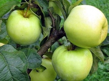 Jabłoń ANTONÓWKA smak OWOCÓW Z DZIECIŃSTWA