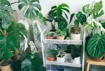 Грунт БИГОС для монстеры и филодендрона 20л eGarden