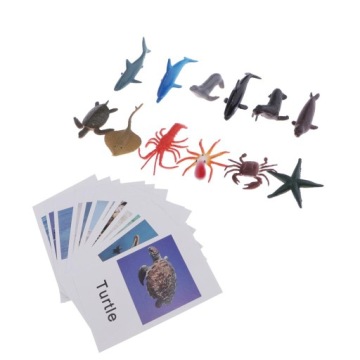 Модель Card Домашнє навчання Group of Animals Science Naming Card Організм морський