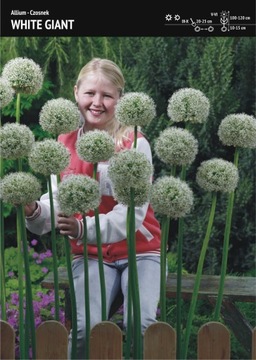 Cebulka Czosnek White Giant Ozdobny 1szt