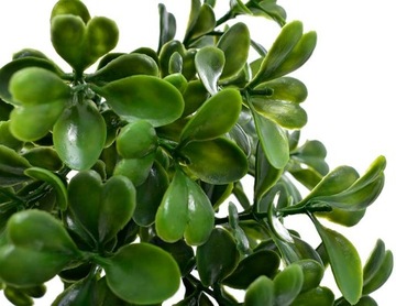 САМШИТ БОЛЬША ТОЛСТАЯ ЧЕРНИКА ПАСХАЛЬНЫЙ ПИК 20 СМ