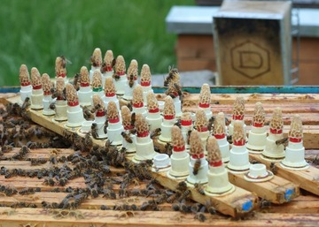 Matki Pszczele Buckfast UNASIENNIONE