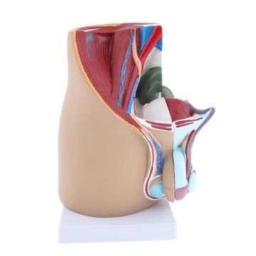Model anatomiczny męskiej miednicy Normalna