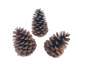 Duże Szyszki naturalne Pinus Niger 500g dekoracja dekoracyjne