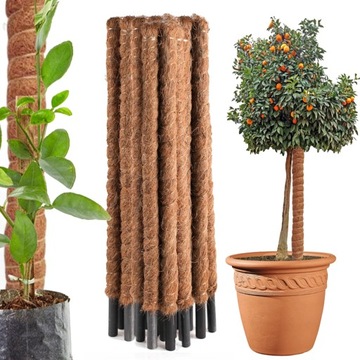 PALIK KOKOSOWY 100CM GRUBSZY PODPORA TYCZKA DO KWIATÓW ROŚLIN MONSTERA 1szt