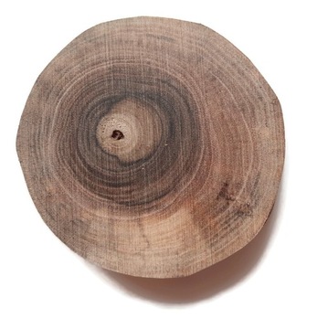 Orzech olejowany 10-12/ 1 cm Plaster drewna bez kory