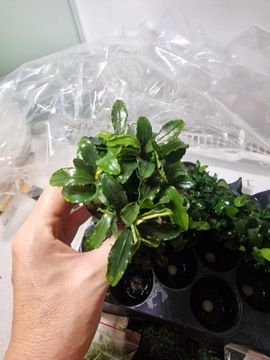 Roślina do akwarium Bucephalandra theia green XL