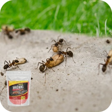 МУРАВЬЕВЫЙ ПОРОШОК СРЕДСТВЕННЫЙ ПРИГОТОВЛЕНИЕ ЯД МУРАВЬИНЫЕ ГНЕЗДА 1кг Фокус ГРАНУЛЯТ