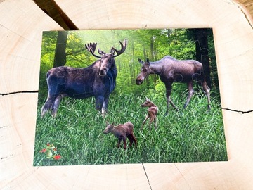 Деревянный пазл про лося, лесной пазл, набор