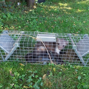 Живая ловушка для куниц, крыс, куниц, польского производства, сплошная