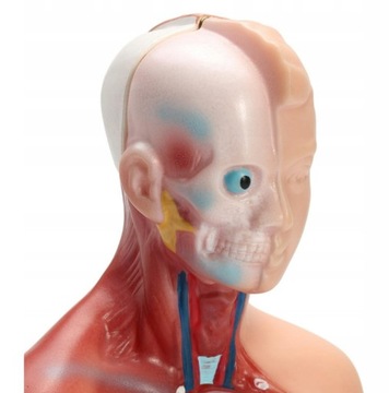 АНАТОМИЧЕСКАЯ МОДЕЛЬ ТЕЛА ЧЕЛОВЕКА ОРГАНЫ ЧЕЛОВЕКА АНАТОМИЯ ТОРСА ЧЕЛОВЕКА
