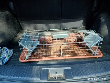 Живая ловушка для куниц, крыс, куниц, польского производства, сплошная