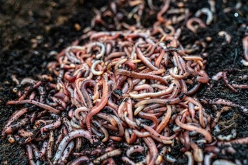 ok. 200 szt Dendrobena Czerwone Robaki Dżdżownice 150 gr