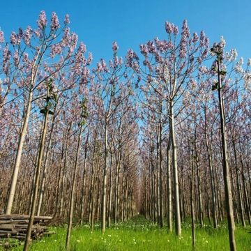 Кислородное дерево OXYTREE Paulownia ShanTong «УЖЕ ПОСЕЯНО» семена