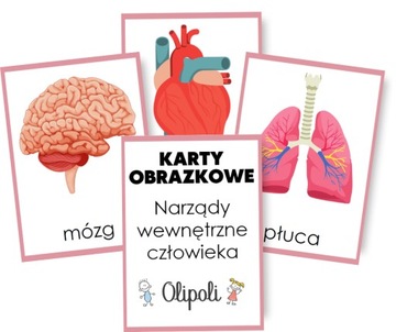 KARTY OBRAZKOWE narządy wewnętrzne ORGANY ciało człowieka 7x10cm FISZKI