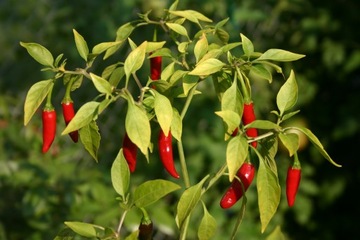 Ostre Papryczki Piri Piri KIER w Occie 110 ml