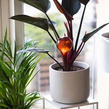 Kule nawadniające 400ml 4szt bursztynowe przezroczyste do roślin doniczki