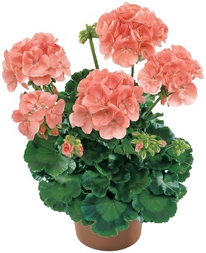 PELARGONIA RABATOWA ŁOSOSIOWA krakowiak NASIONA