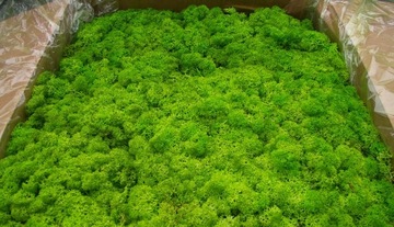 Мох оленьего краба 15 цветов 200г