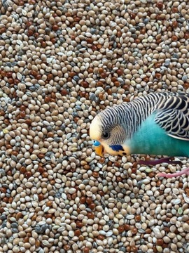Корм для попугаев, пшенная смесь, три цвета, 14 кг, пшено зеленое, желтое и красное.