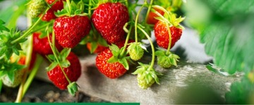 KOBE 20 SP 80G ТЛЯ ВРЕДИТЕЛИ КЛУБНИКИ ОВОЩИ ФРУКТЫ