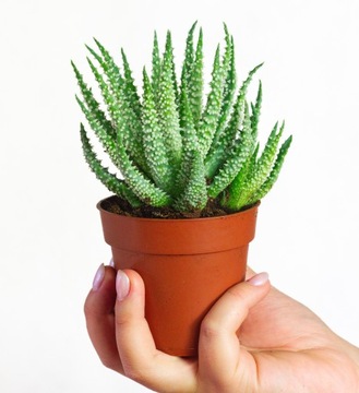 Aloes niski ALOE HUMILIS oryginalny sukulent r. M