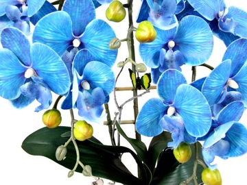 Синяя Орхидея Искусственный Омбре Синий Розовый Очень Красивый Цвет