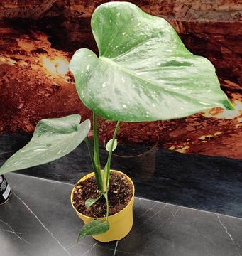 MONSTERA DELICIOSA Thai Constellation
