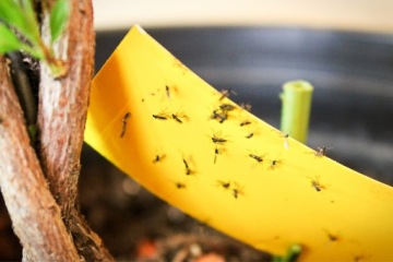 ЖЕЛТЫЕ СТЕКЛЯННЫЕ ДОСКИ ЖЕЛТАЯ ГОРКА ДЛЯ НАЗЕМНЫХ КРУЖЕК, ТУШЕК, ТЛИ, ЩИТКОВЫХ РУЧОК, 10 шт.