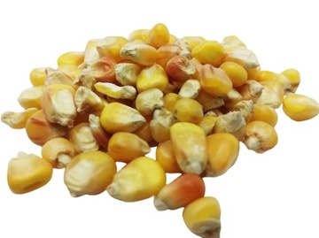 KUKURYDZA ŻÓŁTA - super zanęta przynęta - 1 kg