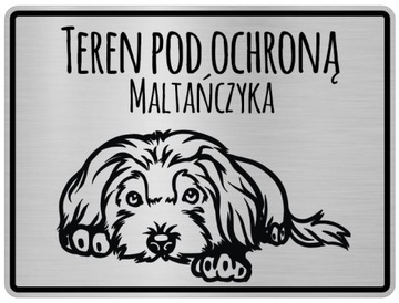 Uwaga Pies Tabliczka informacyjna Maltańczyk